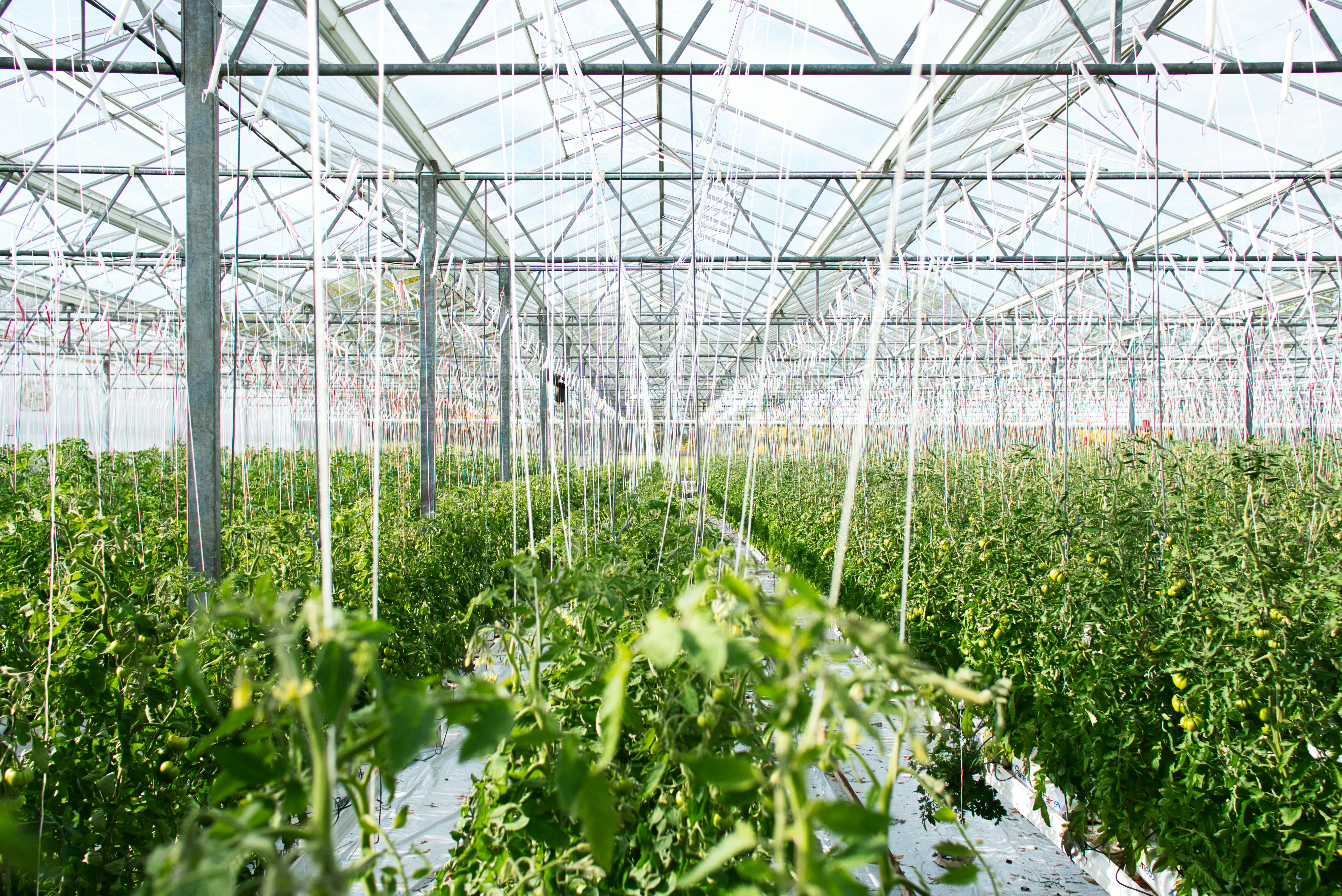 Agriculture